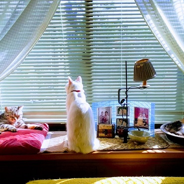 食後の日向ぼっこ