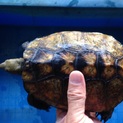 石亀のペアを飼っていただける方