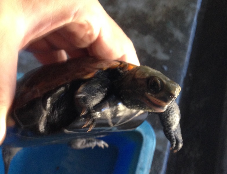 石亀のペアを飼っていただける方 東京都 爬虫類 他の里親募集 ペットのおうち 月間利用者150万人