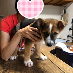 入間ショッピングプラザサイオス犬猫里親会 サムネイル2