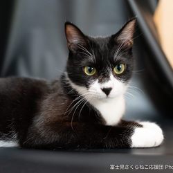 入間ショッピングプラザサイオス犬猫里親会 サムネイル3