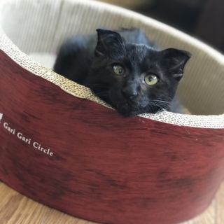 多頭飼育で生活していた子猫