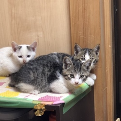 埼玉県富士見市『富士見ふるさと祭り』猫譲渡会 サムネイル2