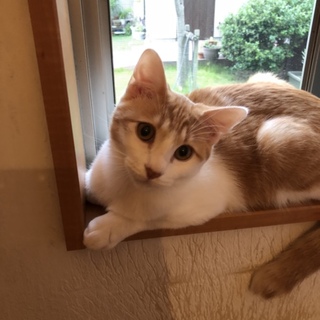 優しいお顔の茶シロくん
