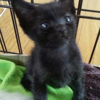 里親様決定　シャム雑種　子猫