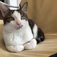 にゃん