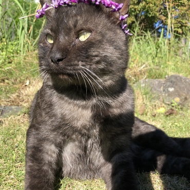 俺は男だ。なぜ花を乗せるか？！