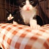 ママに再会したとってもキュートな仔猫【所沢】 サムネイル3