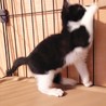 ママに再会したとってもキュートな仔猫【所沢】 サムネイル5