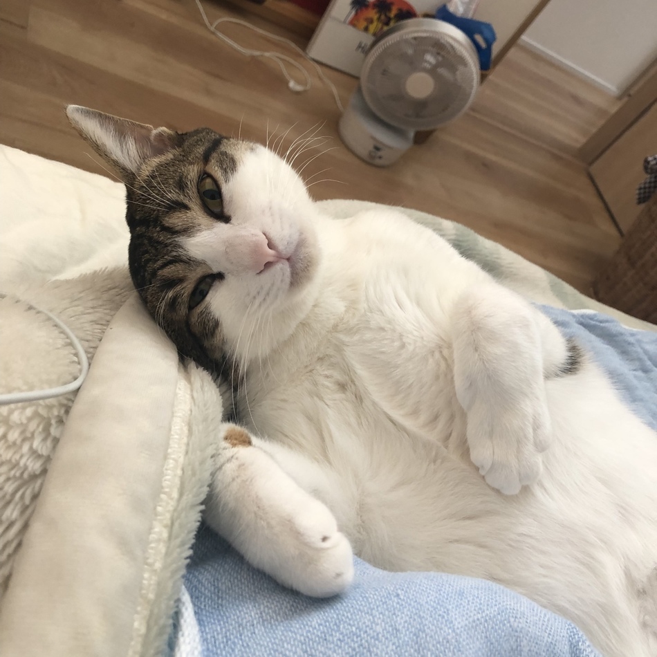まめのカバー写真