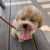 きなこ