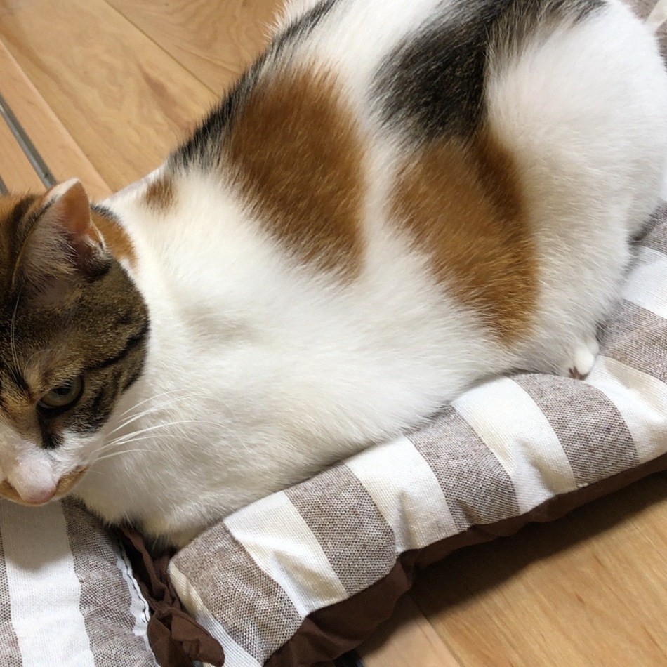 あんこのカバー写真