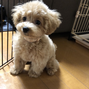 はじめてのトリミング
