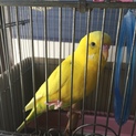 キレイな黄色のセキセイインコ