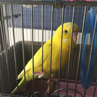 キレイな黄色のセキセイインコ