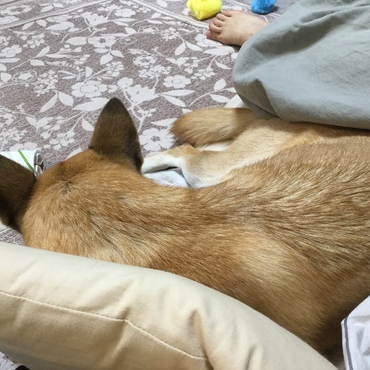 台風なので家でゴロゴロ…