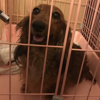 避妊手術済み。とても可愛いダックスの女の子