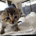 生後わずかの子猫