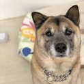 たぬき顔の「バクくん」