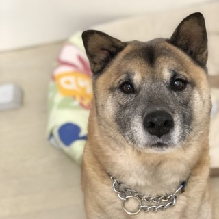 たぬき顔の「バクくん」