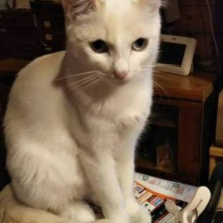 オト、里親さま決定！ありがとうございました♡