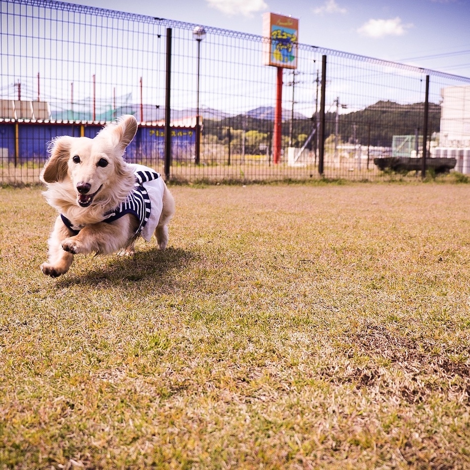 ゆずのカバー写真