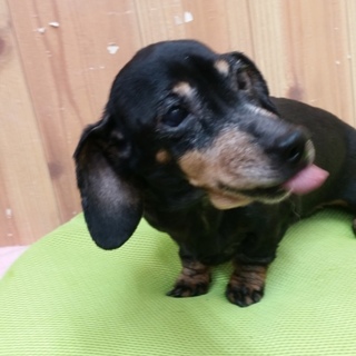 ディヴァトライアルにつき募集停止