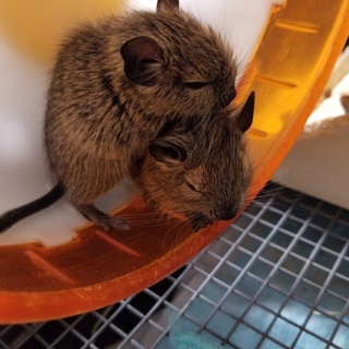 赤ちゃんデグーです。