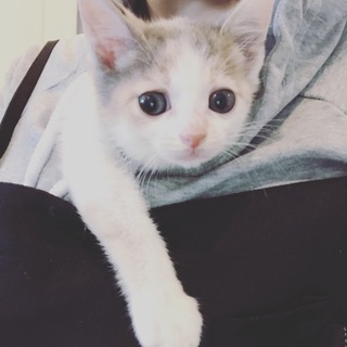 1ヶ月齢の白三毛いくらちゃん