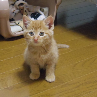 生後一ヶ月かわいい茶とら男の子