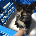 さび子猫　サビ猫