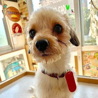 ダックスmix♀しず預かり日記あり    