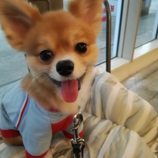 避妊手術トイレトレーニング済、人懐こい男の子です