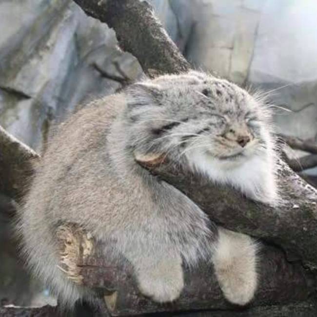 キャッツファイブのカバー写真