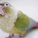 取り下げ！ウロコインコ2羽