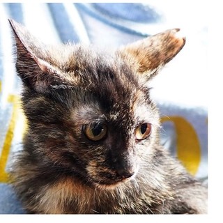 おっとりカワイイ盛りのうまきちゃん