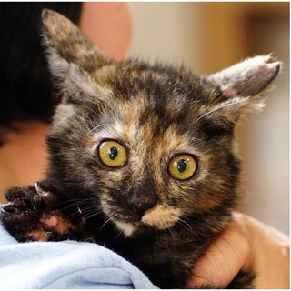 避妊手術済み、おてんば姫♡のりちゃん