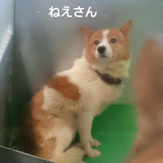 【感謝】繋がります！小部屋組ねぇさん＊コンビの茶白