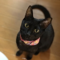 さつき