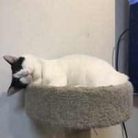 さくら