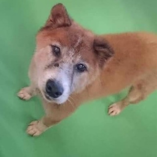 【感謝】繋がります！小部屋組おじ＊コンビの茶色