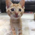 とっても元気な茶トラ