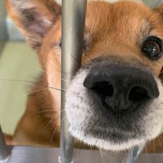 人馴れした可愛い心（こころ）君