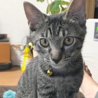 レオ