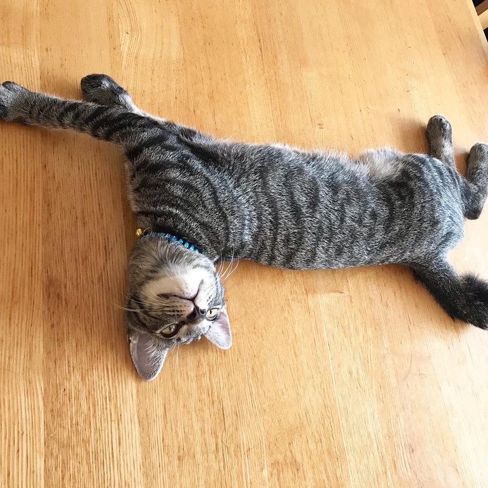 レオのカバー写真