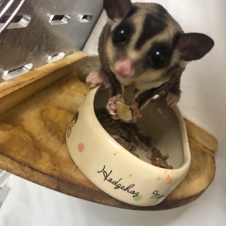 フクロモモンガ メス