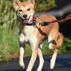 陽に穂と書いてヒナタです