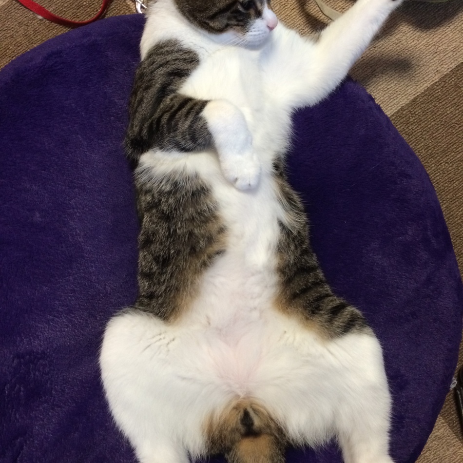 齋藤パッタンのカバー写真