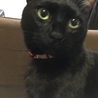 齋藤ペタジーニ