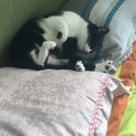 海外で仕事するため３歳可愛い猫ちゃんを新しい家に